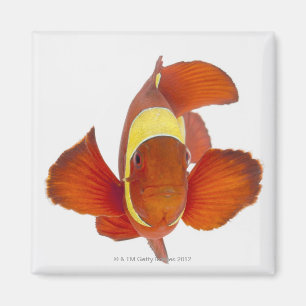 Íman anemonefish do Espinha-mordente (biaculeatus de