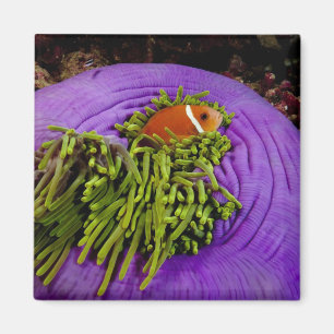 Íman Anemonefish e grande anêmona