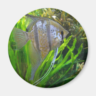 Íman Angel Fish