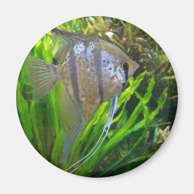 Íman Angel Fish (Frente)
