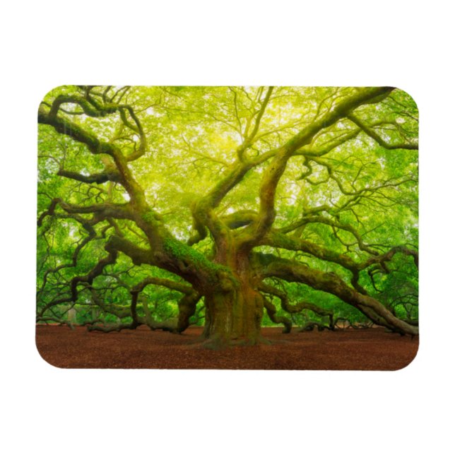 Íman Angel Oak (Horizontal)