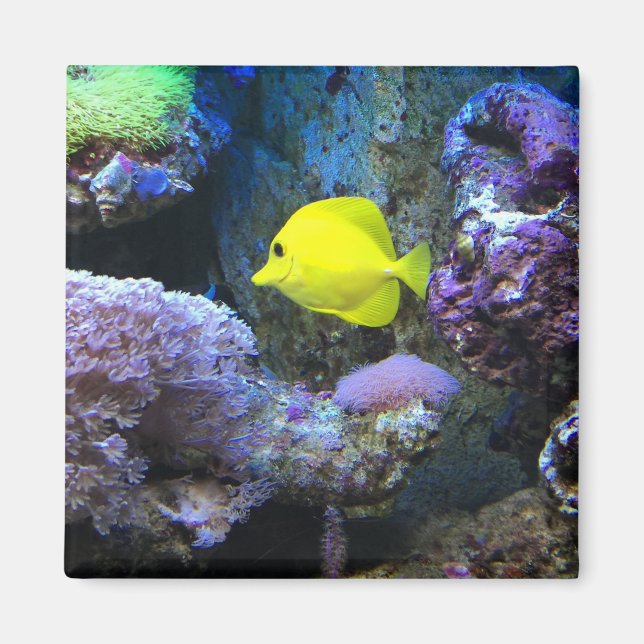 Íman Angelfish amarelo (Frente)