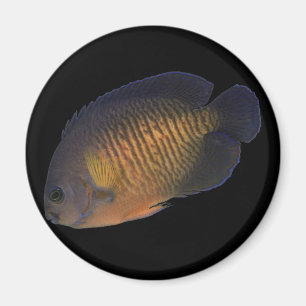 Íman Angelfish de CoralBeauty