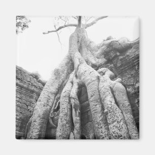 Íman Angkor Camboja, Árvore Ta Prohm
