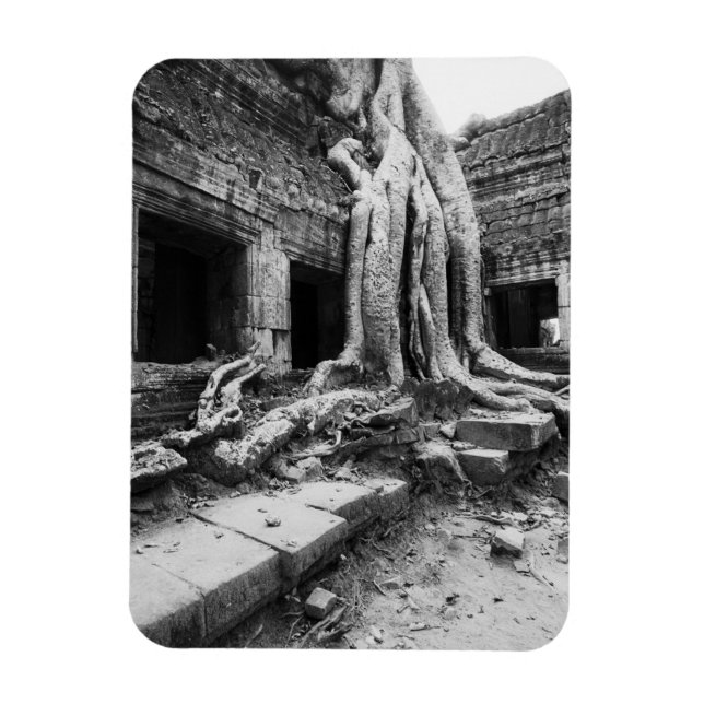 Íman Angkor Camboja, Ta Prohm Árvore (Vertical)