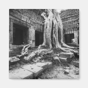 Íman Angkor Camboja, Ta Prohm Árvore