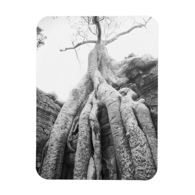 Íman Angkor Camboja, Tree Ta Prohm (Vertical)