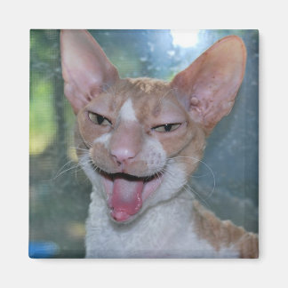 Íman Angry Roo Magnet