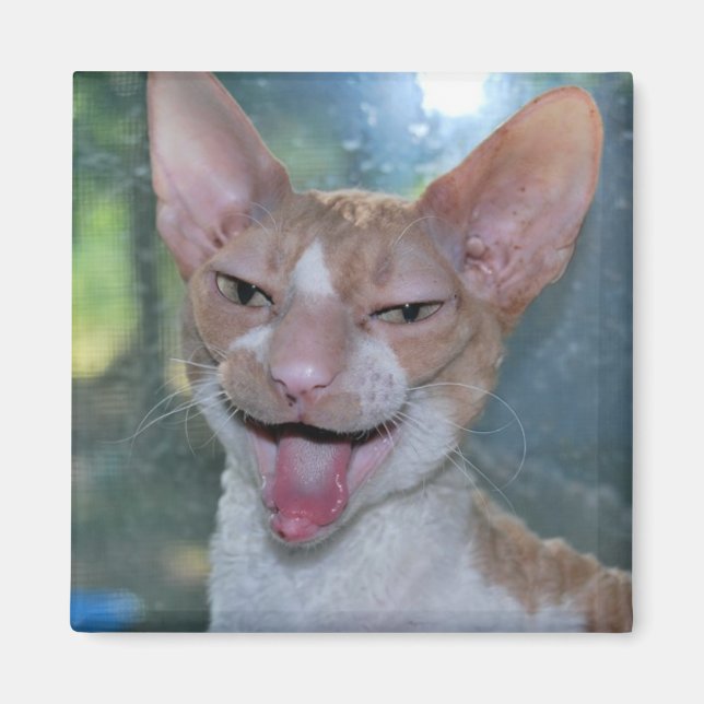 Íman Angry Roo Magnet (Frente)