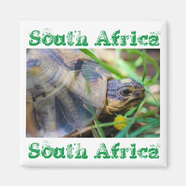 Íman Angulate Tortoise — Imagem Natural da África do Su (Frente)