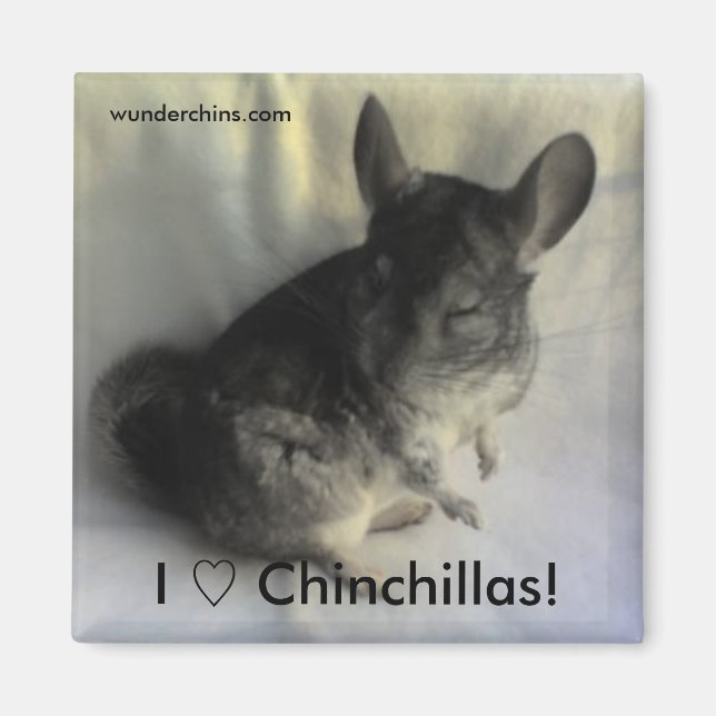 Íman Angus Chinchilla Magnet (Frente)