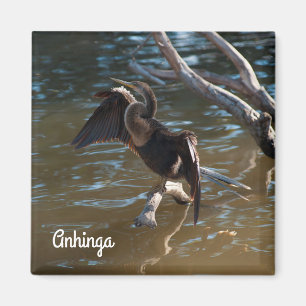 Íman Anhinga