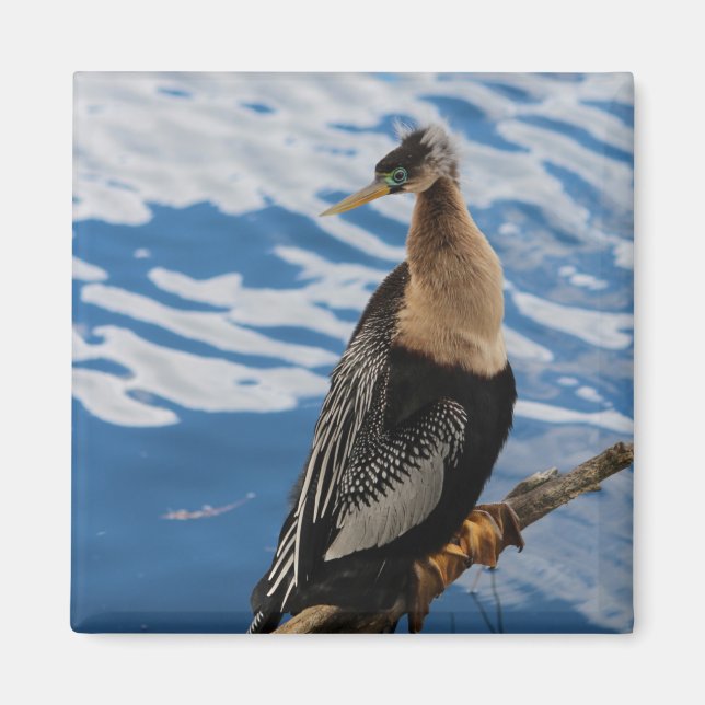 Íman Anhinga Foto Magnet (Frente)