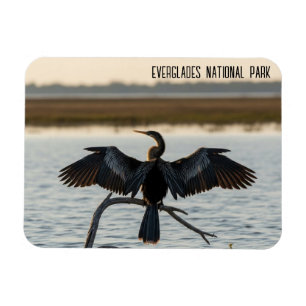Íman Anhinga Parque Nacional Everglades