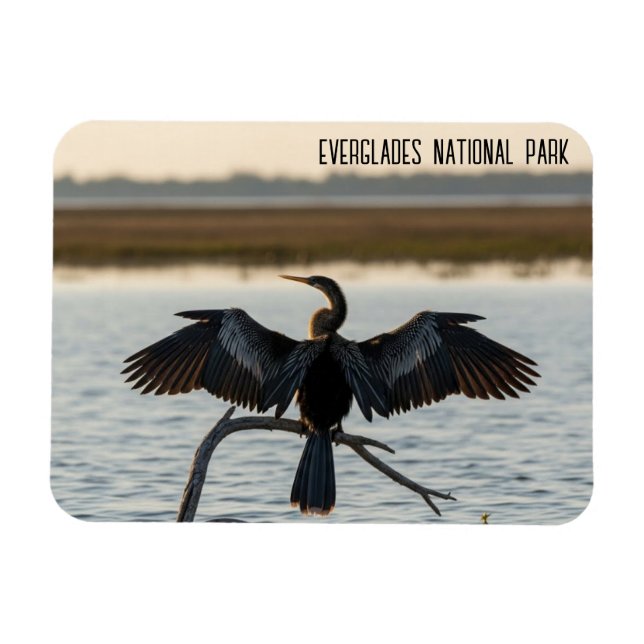 Íman Anhinga Parque Nacional Everglades (Horizontal)