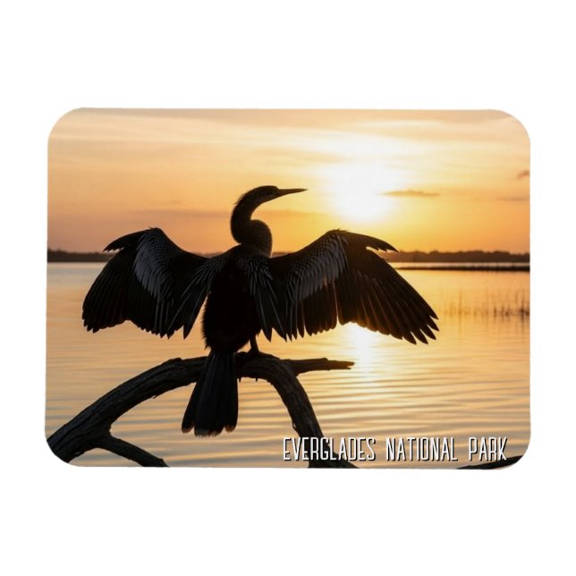 Íman Anhinga Parque Nacional Everglades (Horizontal)