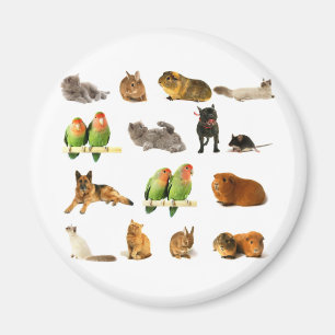 Íman animais