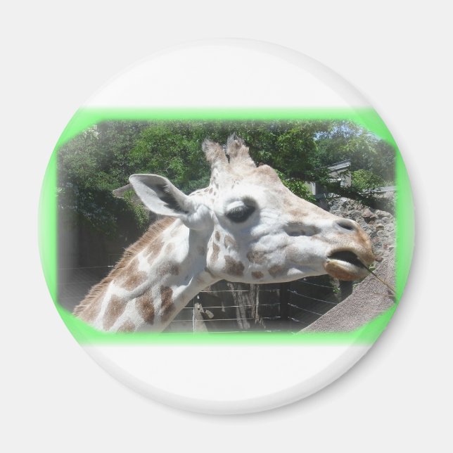 Íman Animais (Frente)