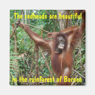 Íman Animais cómicos