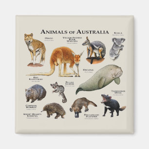 Íman Animais da Austrália