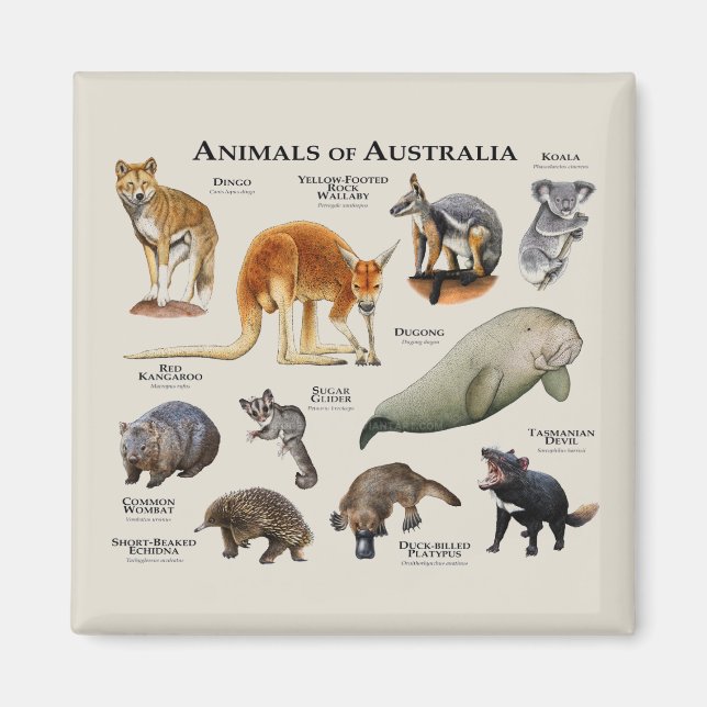 Íman Animais da Austrália (Frente)