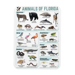 Íman Animais da Flórida, vida selvagem da Flórida EUA