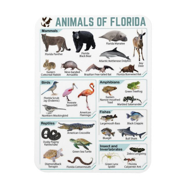 Íman Animais da Flórida, vida selvagem da Flórida EUA  (Vertical)