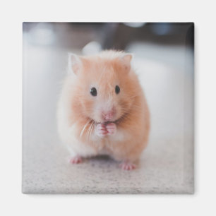 Íman Animais de amores de hamster