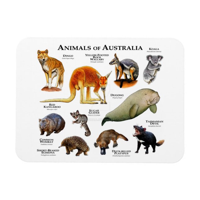 Íman Animais do Magnet da Austrália (Horizontal)