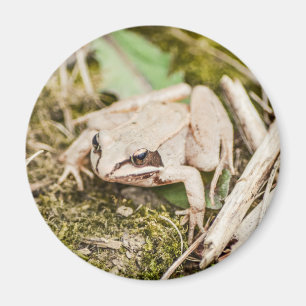 Íman Animais florestais do Sapo de raça branca