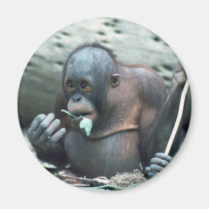 Íman Animais selvagens ajustados - primatas 4