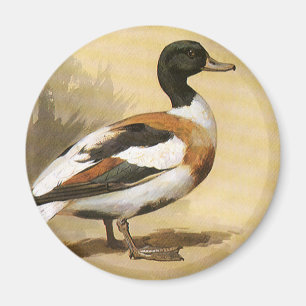 Íman Animais Selvagens Aves Antigas, Pato-real