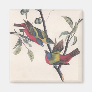 Íman Animais Selvagens de Aves Pintadas com Audubon