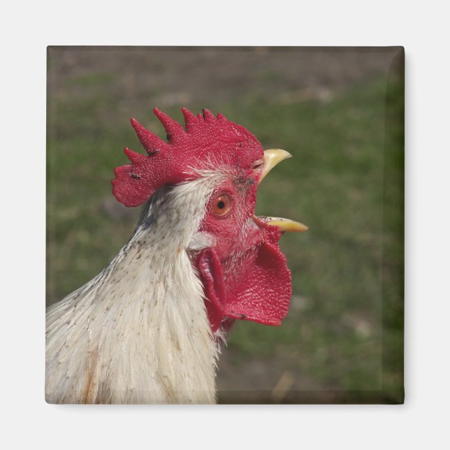Íman animal, pintinho, frango, fazenda, fofo, pássaro,  (Frente)