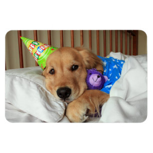 Íman Aniversário do golden retriever