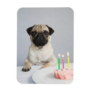 Íman Aniversário Pug