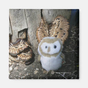 Íman Annie & cogumelos