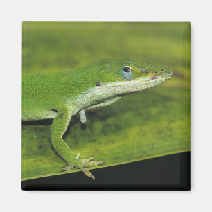 Íman Anole verde, carolinensis do Anolis, adulto na