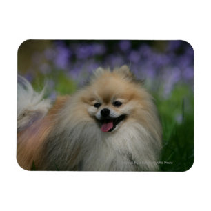 Íman Ânsia de Pomeranian