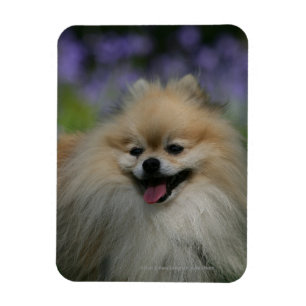 Íman Ânsia de Pomeranian