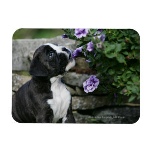 Íman Ânsia do cão do pugilista