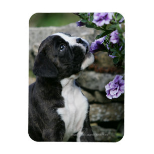 Íman Ânsia do cão do pugilista