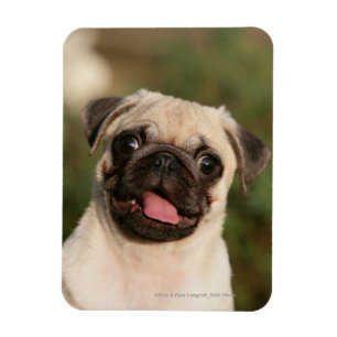 Íman Ânsia do filhote de cachorro do Pug da jovem cor