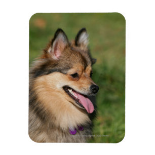 Íman Ânsia do Headshot de Pomeranian