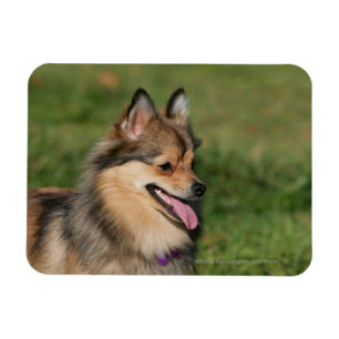 Íman Ânsia do Headshot de Pomeranian