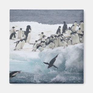 Íman Antártica, Ilha Paulet. Pinguins addeliados