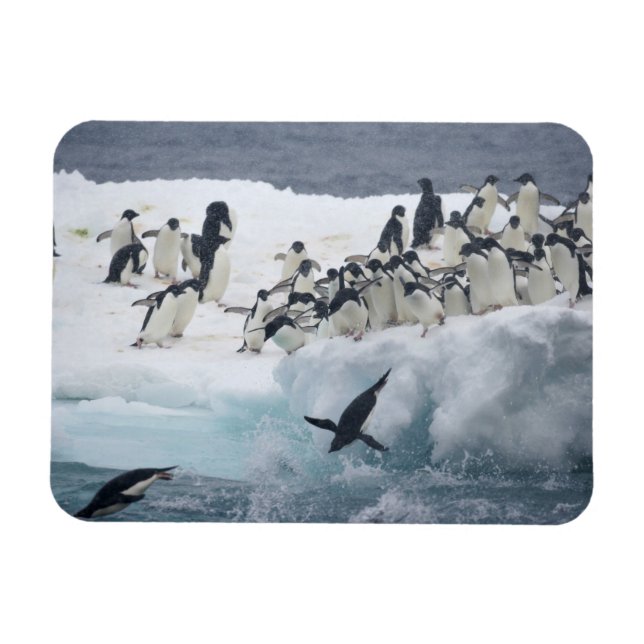 Íman Antártica, Ilha Paulet. Pinguins addeliados (Horizontal)