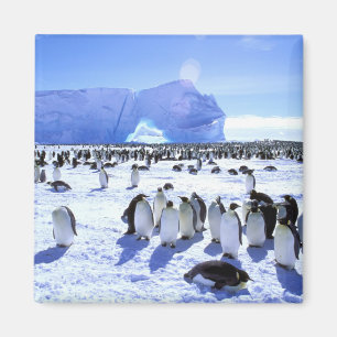 Íman Antártica, Península Antártica, Mar de Weddell, 5