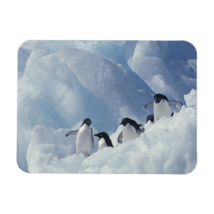 Íman Antártica. Pinguins addeliados