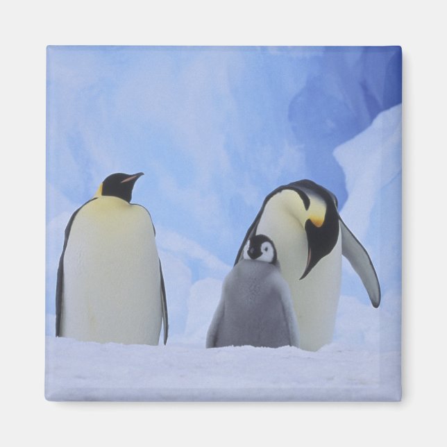 Íman Antártica. Pinguins imperadores e pintinhos (Frente)